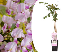 Plant in a Box - Wisteria floribunda 'Rosea' - Japanse roze regen - Bloeiende sierplant - Pot 15cm - Hoogte 60-70cm