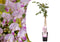 Plant in a Box - Wisteria floribunda 'Rosea' - Japanse roze regen - Bloeiende sierplant - Pot 15cm - Hoogte 60-70cm