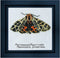 Thea Gouverneur - Borduurpakket met telpatroon - 569 - Voorgesorteerde DMC Garens - Beervlinder - Linnen - 21 cm x 21 cm - DIY Kit