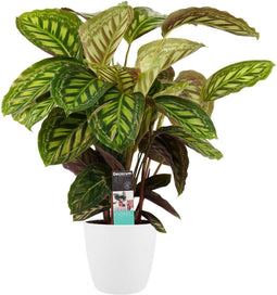 Calathea Flamestar met Elho brussels white ↨ 70cm - hoge kwaliteit planten