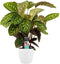 Calathea Flamestar met Elho brussels white ↨ 70cm - hoge kwaliteit planten