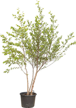 Gele kornoelje meerstammig | Cornus mas | Bomenbezorgd.nl