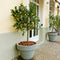 Tuinplant - Potplant - Citrus Meyer in ELHO outdoor sierpot Greenville Rond (wit)