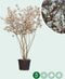 Krentenboom meerstammig | Amelanchier lamarckii | Bomenbezorgd.nl