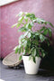 Elho Loft Urban Rond 50 - Bloempot - Ø 48.5 x H 44.5 cm - Warm grijs