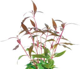 Eg alternanthera reineckii mini nr1