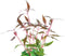 Eg alternanthera reineckii mini nr1