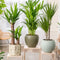 Plant in a Box - XL Indoor Palm Mix - Mix van 3 - Groene kamerplanten - Palmen - Areca, Dracaena, Yucca - Pot 17cm - Hoogte 70-90cm