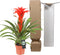 Kamerplant - Guzmania Calypso single