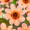 Plant in a Box - Dahlia 'Happy Single First Love' - set van 6 - zomerbloeiers - dahliaknollen - tuinbloemen - Oranje/Roze