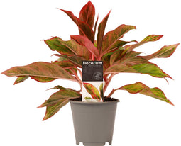 Decorum Aglaonema Crete – ↨ 25cm – ⌀ 12cm