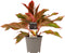 Decorum Aglaonema Crete – ↨ 25cm – ⌀ 12cm