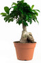 Hellogreen Kamerplanten - Set van 2 - Ficus Gin Seng - ↕ 40 cm