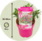 Plant in a Box - Buddleja Candy Little Ruby - Set van 2 - Buddleja davidii - Vlinderstruik Winterhard - Rode Bloemen - Pot 19cm - Hoogte 30-40cm