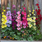 Plant in a Box - Alcea rosea - Mix van 3 - 'Spring celebrities' - Rood, geel, paars - Pot 9cm - Hoogte 25-40cm