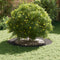 vidaXL - Plantenring - Zwart - Ø60/90 - cm - Staal