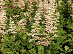 5 stuks Rodgersia aesculifolia Samplant