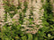 5 stuks Rodgersia aesculifolia Samplant
