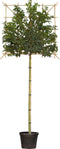 Portugese laurier leiboom 180 cm | Prunus lusitanica 6-10 cm 180 cm| Bomenbezorgd.nl