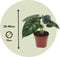 Plant in a Box - Alocasia Dragon Scale - Aracea - Tropische Kamerplant - Pot 12cm - Hoogte 30-40cm
