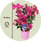 Plant in a Box - Bougainvillea - Bougainvillea op rek - Roze bloemen - Klimplant - Tuinplant - Pot 17cm - Hoogte 50-60cm