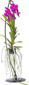 Plant in a Box - Vanda met standaard - Roze - Hoogte standaard 70cm