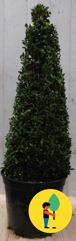 Buxus Piramide 90 cm