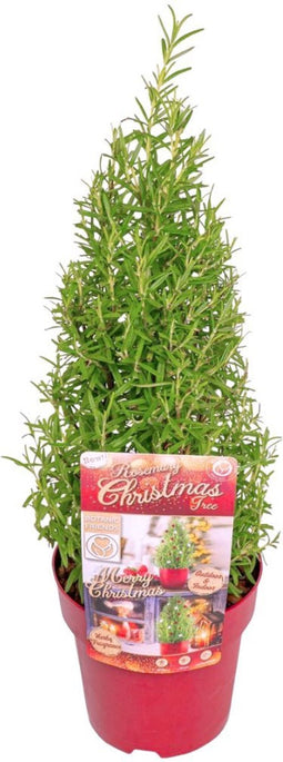 Plants by Frank | Geurende Rozemarijn struik | 15 cm Ø | 40-50 cm ↨ | Rozemarijn plant | Winterharde Tuinplant | Geurhaag | planten | Rosmarinus officinalis