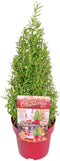 Plants by Frank | Geurende Rozemarijn struik | 15 cm Ø | 40-50 cm ↨ | Rozemarijn plant | Winterharde Tuinplant | Geurhaag | planten | Rosmarinus officinalis