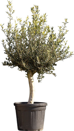Olijfboom laag vertakt XL - Olea europea 120 - 140 cm totaalhoogte
