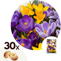 Plant in a Box - Crocus Large Flowering Mix - Bloembollen x30 - Krokus - Paars / Geel