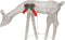 vidaXL - Rendierfamilie - Kerstmis - warmwit - 270x7x90 - cm - mesh - goudkleurig