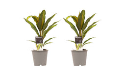 Decorum Duo 2x Cordyline Kiwi