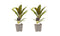 Decorum Duo 2x Cordyline Kiwi