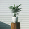 Plant in a Box - Dwergpalm - Chamaedorea elegans - Hoogte 30-40cm - Pot 12cm - Kamerplant - Groen