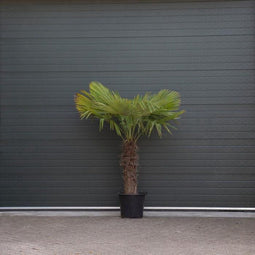 Chinese waaierpalm - Trachycarpus Fortunei 80 cm stamhoogte