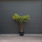 Chinese waaierpalm - Trachycarpus Fortunei 80 cm stamhoogte