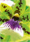 Avery - Premium Inkjet Fotopapier - A4 250 g/m² Zijdemat (20 vellen)