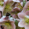 Customize it - Tuinschilderij hellebores 130x70cm