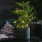 Plant in a Box - Araucaria Heterophylla - Inclusief mand - Norfolkden - Kamerden - Pot 17cm - Hoogte 50-60cm