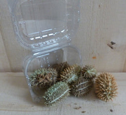 Doosje stekel vruchten herfst