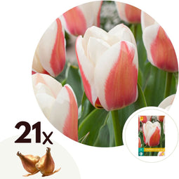 Plant in a Box - Tulipa Willem vd Akker - Bloembollen x21 - Tulp - Tweekleurig - Tulpen uit Holland