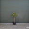 Parasolden Pinus pinea h 140cm st. omtrek 85cm st. h 100 cm