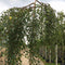 Prieelberk | Betula pendula 'Youngii' 6-10 cm 220 cm| Bomenbezorgd.nl