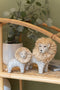 J-Line figuur Leeuw - polyresin - wit/naturel - large