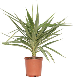 Plant in a Box - Yucca elephantipes 'Jewel' - XL Yucca Jewel - Palm - Pot 21cm - Hoogte 60-70cm