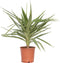 Plant in a Box - Yucca elephantipes 'Jewel' - XL Yucca Jewel - Palm - Pot 21cm - Hoogte 60-70cm