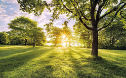 Komar Fotobehang Golden Moment 400x250 cm