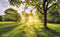 Komar Fotobehang Golden Moment 400x250 cm