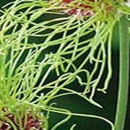 5 stuks - JUB - Allium Hair 8 bollen